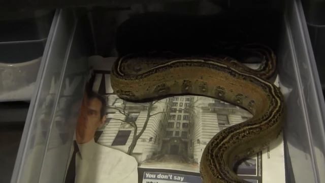 LEOPARD COMBOS!!! Boa Constrictor SerpentSityExotics смотреть онлайн