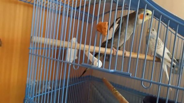 Самец кореллы распевается