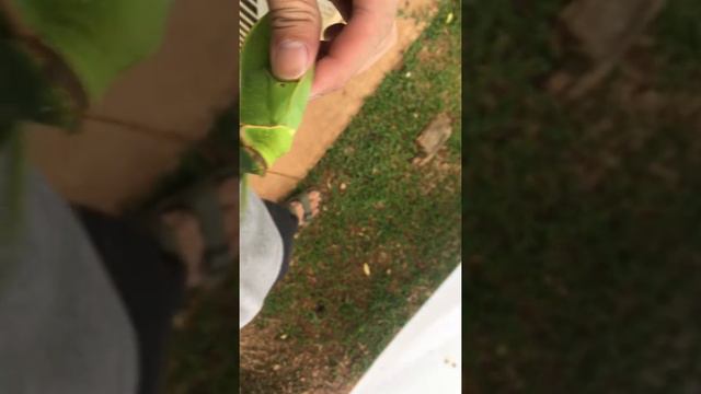 The Giant False-leaf Katydid (Pseudophyllus Titan) Part 2