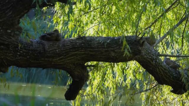 пианино на природе. мелодии природы смотреть онлайн