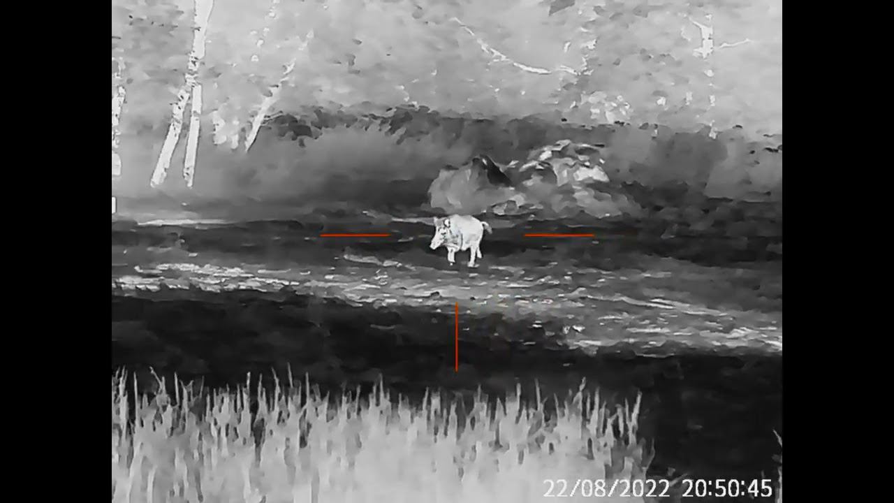 Охота на кабана с тепловизионным прицелом GUIDE TU650 разрешением 640х480 смотреть онлайн