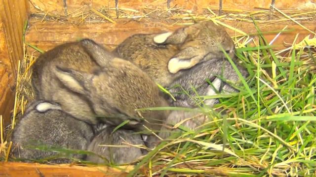 Маленькие кролики в клетке смотреть онлайн