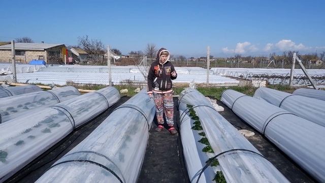 Обзор на тоннели и градусники для клубники смотреть онлайн