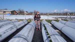 Обзор на тоннели и градусники для клубники