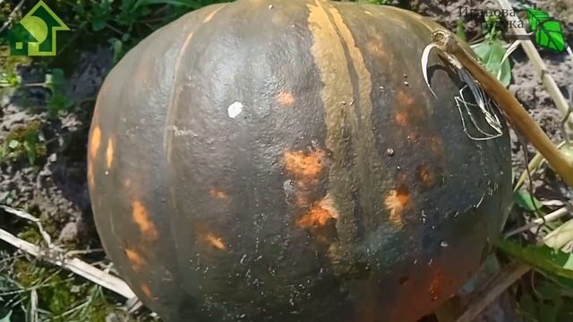 СРОКИ УБОРКИ ТЫКВЫ НА ДЛИТЕЛЬНОЕ ХРАНЕНИЕ. Ни одна тыква не сгниет! смотреть онлайн