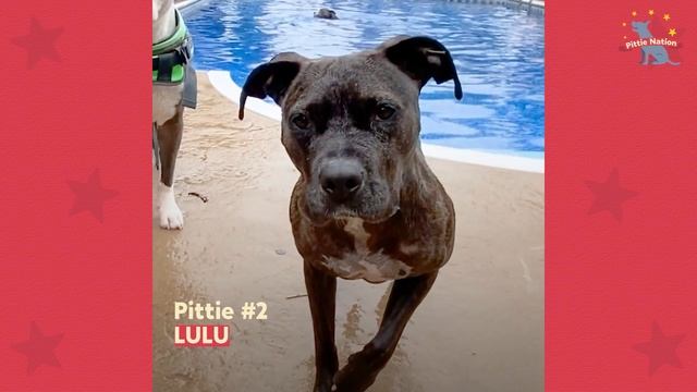 House Full Of Four Rescue Pitties Are Obsessed With The Pool | The Dodo Pittie Nation смотреть онлайн