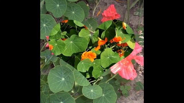 НАСТУРЦИЯ (TROPAEOLUM) сем. Настурциевые смотреть онлайн