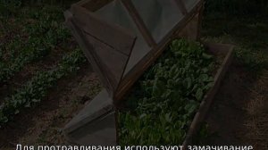 Когда высаживать рассаду капусты в открытый грунт на Урале