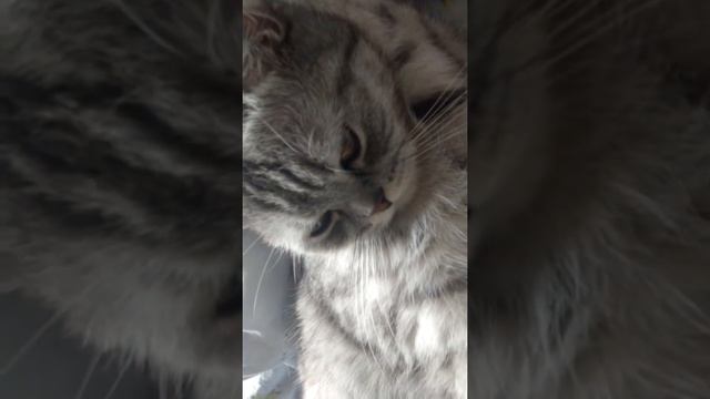 Вася,моя кошка.Полное имя- Василиса смотреть онлайн