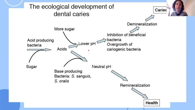 3 Oral Microbiology (filipino) Streptococcus mutans Dental Caries смотреть онлайн