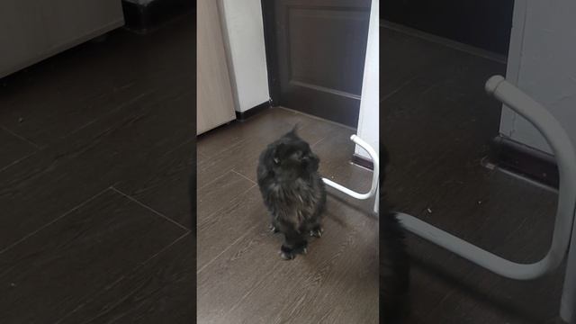 Собака на чужой территории смотреть онлайн