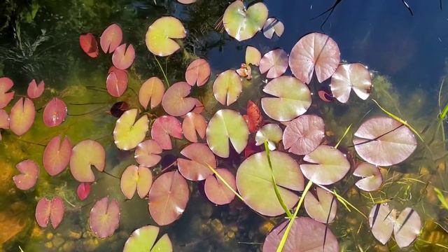 LOTUS PLANTS | ZENith BEE смотреть онлайн