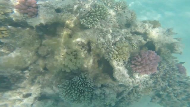 Mahmya Island, Red Sea, Egypt смотреть онлайн