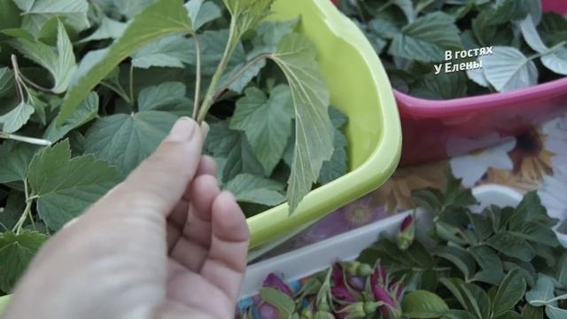 ЧТО ПРОИЗОШЛО В МОЕЙ ЖИЗНИ. КАКИЕ ИЗМЕНЕНИЯ.СУШУ ТРАВЫ. смотреть онлайн