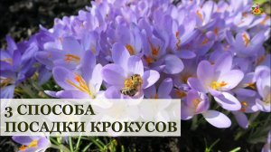 3 способа посадки крокусов / Виды и сорта крокусов