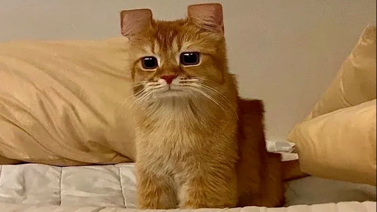 Я РЖАЛ ЦЕЛЫЙ ЧАС?ПОДБОРКА СМЕШНЫХ КОТОВ И СОБАК ДЛЯ ХОРОШЕГО НАСТРОЕНИЯ? #12 смотреть онлайн