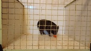 Мини пиг ест  Кормим мини пига  Как ведет себя Мини пиг когда один в вольере!