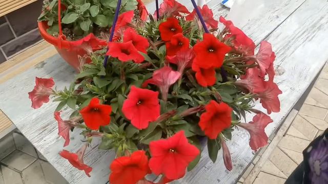 Уход за петунией в июне смотреть онлайн