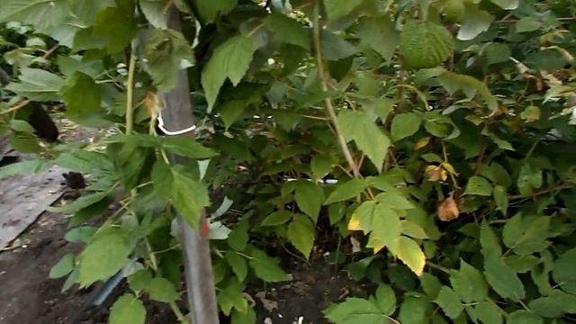 ОСЕННЯЯ ПОСАДКА МАЛИНЫ смотреть онлайн