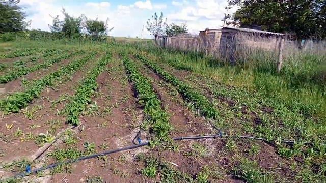 Вырубаем купленный участок. Столбы для подвязки овощей. Деревенские Сотки. смотреть онлайн