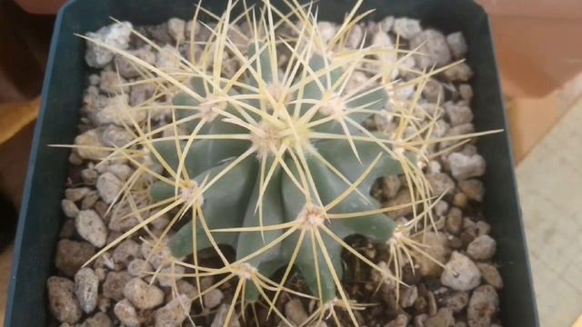 Ferocactus glaucescens - Cactus de la semana - by Desert plants смотреть онлайн