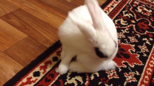 Как умывается декоративный кролик?