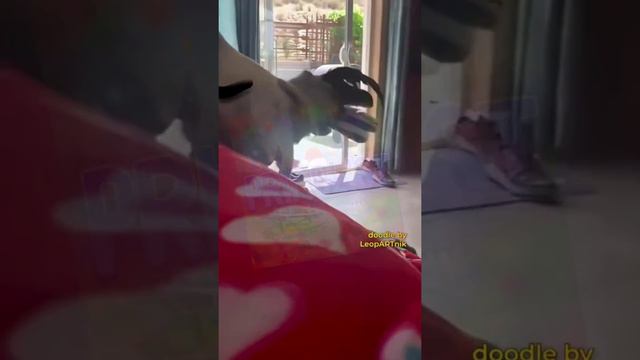 ржачные животные 😂дикий петух 🤣#horts #приколы #юмор смотреть онлайн