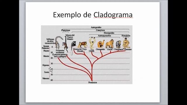 Aula 1.3 Classificação dos Seres Vivos смотреть онлайн