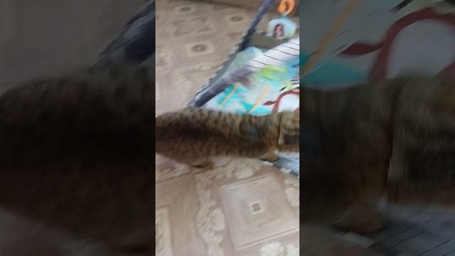 Морковкин в манеже смотреть онлайн