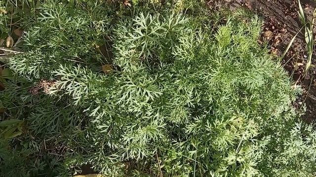 Как выглядит сон-трава осенью смотреть онлайн