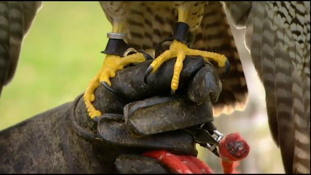 Bo Selecta S1 - Craig David Visits The Hawk Conservatory смотреть онлайн