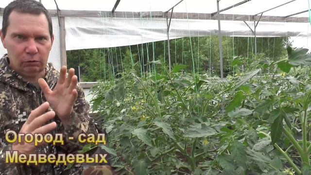 Тонкости формирования детерминантных сортов томатов смотреть онлайн