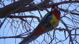 Розелла  Беседа с Попугаем