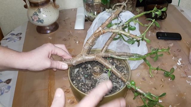 Новости! Погибла моя Толстянка ( денежное дерево) ? смотреть онлайн