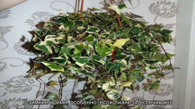 Крестовник крупноязычковый Senecio macroglossus смотреть онлайн