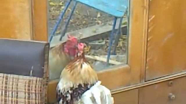 петух дерется с зеркалом прикол смотреть онлайн
