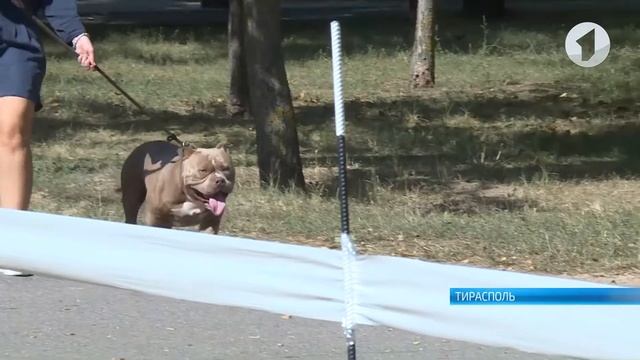Выставка собак в Тирасполе смотреть онлайн