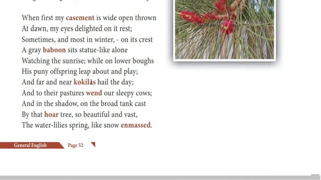 12th STD OUR CASUARINA TREE Poem ||ENGLISH || EXPLAINED IN TAMIL смотреть онлайн