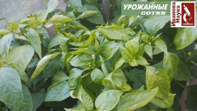Эта подкормка увеличит урожай перца вдвое! смотреть онлайн