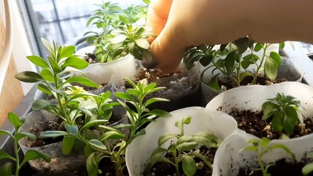 ПРИГЛАШАЮ НА ОБЗОР МОИХ РАСТЮШЕК В ДОМАШНИХ УСЛОВИЯХ. ПЕТУНИЯ. БЕГОНИЯ. КАЛИБРАХОА. КАТАРАНТУС И Т. смотреть онлайн