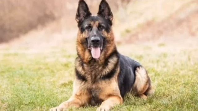 Немецкая Овчарка Альфа - Черная Морда Зонарный Окрас Клип смотреть онлайн