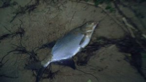 Волга-река жизни...Калязинский район...