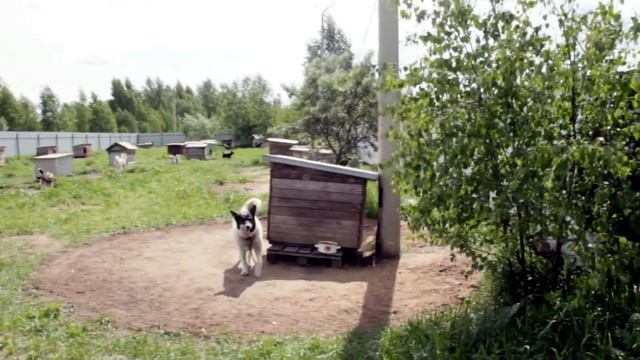 Короче №2. Сбор корма и макулатуры смотреть онлайн