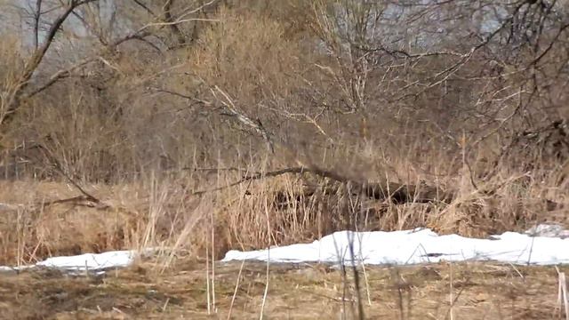 Барово Ранняя весна 2014 16 30 марта 12 смотреть онлайн