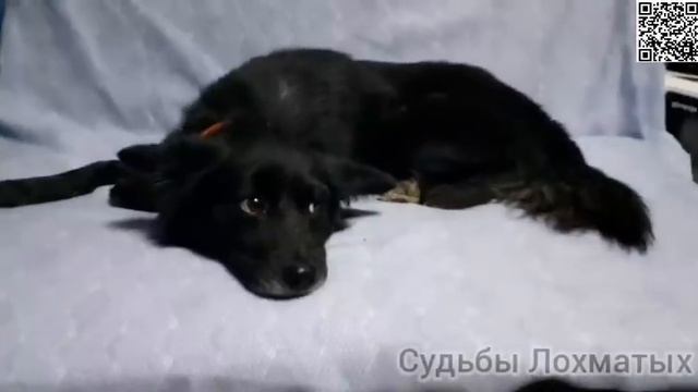 ВПЕРВЫЕ в ЖИЗНИ!!! Воскресный диван для пёсика ПОБЕДИТЕЛЯ!!! В приюте бездомных животных! смотреть онлайн