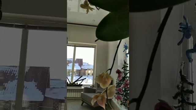 орхидейное дерево смотреть онлайн