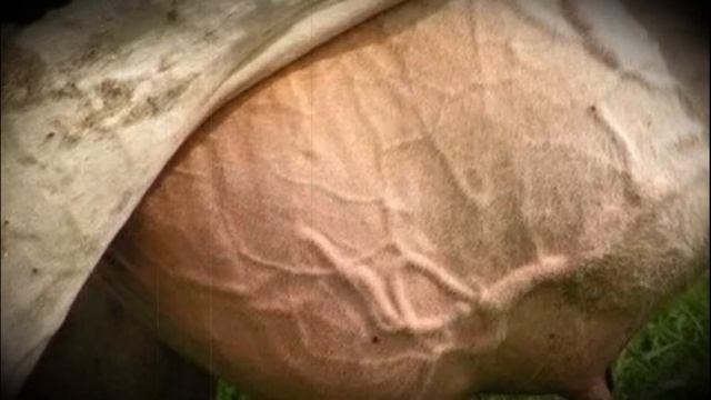 Если у коровы опухла одна доля вымени, что делать смотреть онлайн