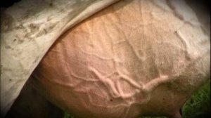 Если у коровы опухла одна доля вымени, что делать