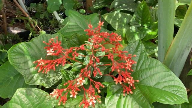 Клеродендрум Пагода 2021. Clerodendrum Pagoda смотреть онлайн