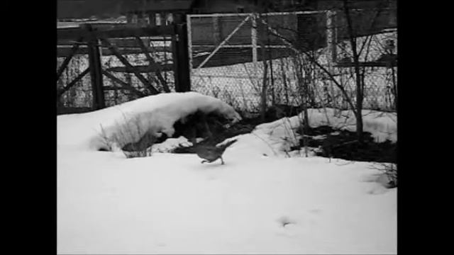 сон Рахманинов сл Плещеева поёт Евгений Лонгинов аккомпанимент Валерий Кравченко смотреть онлайн